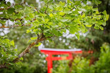 Le jardin japonais a Dijon en debut d. Yazın başında Dijon 'daki Japon bahçesi..