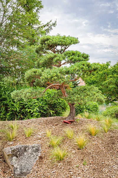 Jardin Japonais Dijon Debut Japanese Garden Dijon Early Summer — Stock Photo, Image