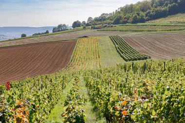 Vignes D 'automne Reulle-Vergy' de ilk kez sahneye çıkıyor, portakallar ve turuncular değişiyor. Reulle-Vergy 'de sonbaharın başlarında sarmaşıklar, turuncu sıralar ve yeşil sıralar.