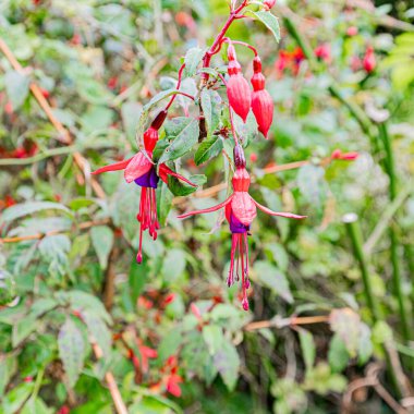 Abbaye de Kylemore dans le Connemara, oğlu Jardin Victorien. Connemara 'daki Kylemore Manastırı, Viktorya Duvarı Bahçesi.