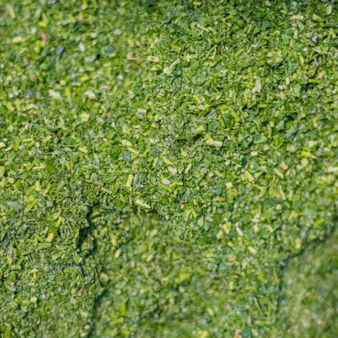 2 Eylül 2024 'te Chalon sur Saone' daki Chambade şirketinin üretim sahasında maydanoz..