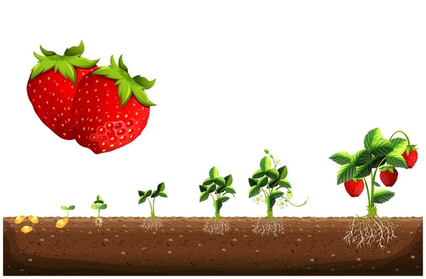 Κύκλος Ανάπτυξης Ενός Φυτού Φράουλας Στάδια Ανάπτυξης Φραουλών Στάδια Καλλιέργειας — Διανυσματικό Αρχείο