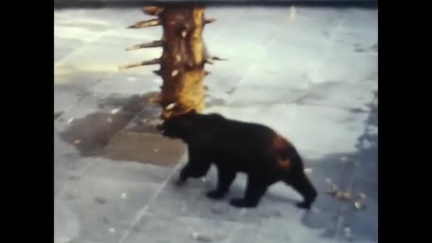 伯尔尼 瑞士可能是1960年 六十年代 棕熊在一座建筑里转弯 — 图库视频影像