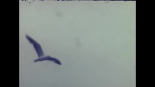 Oslo Νορβηγία Ιούνιος 1960 Γλάρος Πετά Στον Ουρανό Πάνω Από — Αρχείο Βίντεο