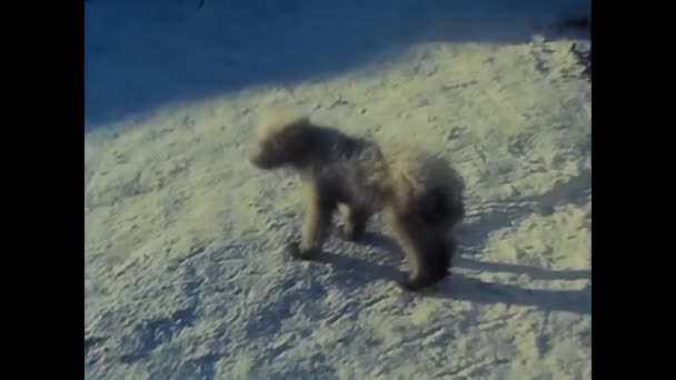 Trentino Italia November 1980 Anjing Dengan Tuannya Salju Pada Tahun — Stok Video