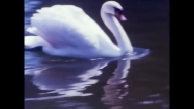 Palermo, İtalya, Mart 1970: 70 'lerde hayvanat bahçesi havuzunda kuğu yüzüyor