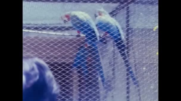1970年3月イタリア パレルモ 70年代に動物園で飼育されたオウム — ストック動画