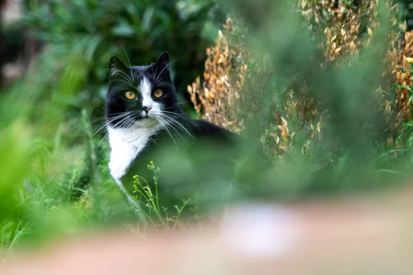 stock image a free cat between black and white nature