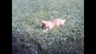 Madrid, İspanya Haziran 1970: 70 'lerde çimlerde oynayan köpek