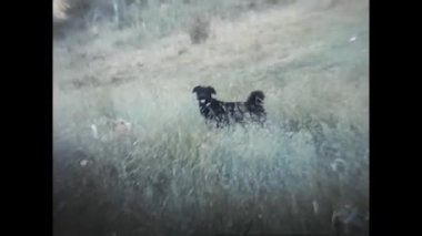 Madrid, İspanya Haziran 1970: 70 'lerde çimlerde oynayan köpek