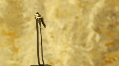 luxury gold and diamond jewelery