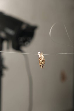 Zarif mücevherler, değerli taşlar takılmış mücevherler.. 