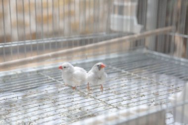 Kafesteki renkli kuş