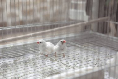 Kafesteki renkli kuş