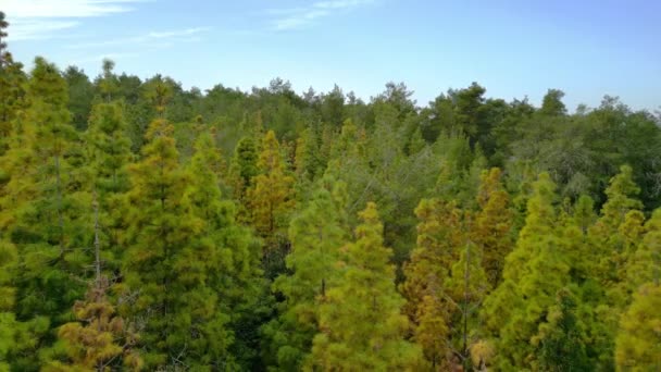 Drone Lot Wzdłuż Ryam Między Drzewami Lesie Iglastym Wysokiej Jakości — Wideo stockowe