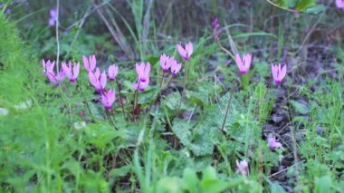 Alp menekşelerinin çiçek açması. Güneşli bir günde, yemyeşil çimlerin arasında, doğal koşullarda Cyclamen..