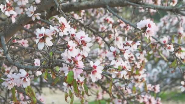 Piękna Scena Natury Kwitnącym Drzewem Migdałowym Słoneczny Dzień Wiosną Scena — Wideo stockowe