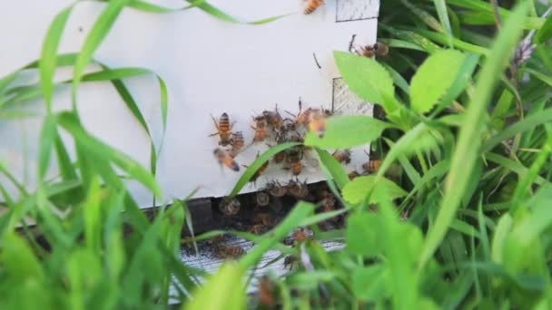 Mézelő Méhek Egy Méhkasba Repülnek Egy Méhészeti Koncepcióba Kiváló Minőségű — Stock videók