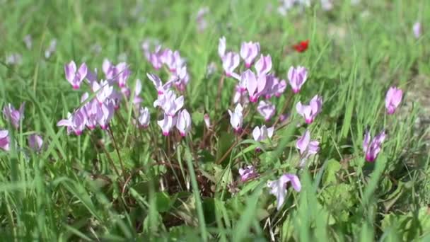 高山植物の開花 緑豊かな緑の草の中で 晴れた日に自然条件でのシクラメン — ストック動画