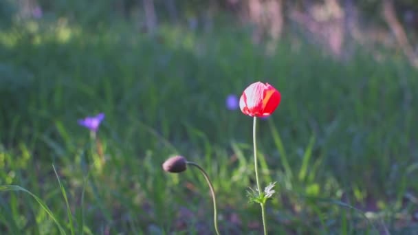 濃緑色の草やもう一つのイソギンチャクの花が背景に集中していないのに対し 明るい赤のイソギンチャクの花が焦点になっています フルHdフォーマットでの高品質の撮影 — ストック動画