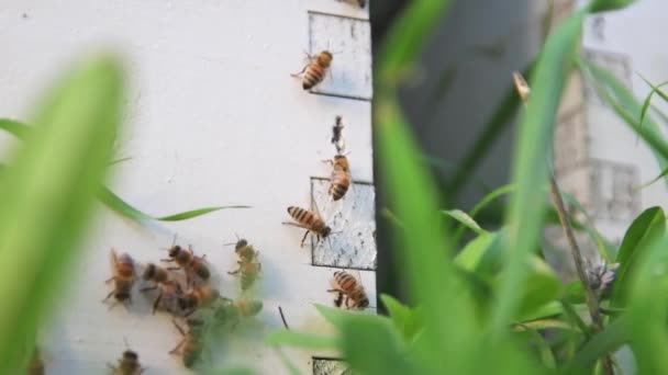 Медовые Пчелы Летают Улей Концепция Пчеловодства Высококачественные Fullhd Кадры — стоковое видео