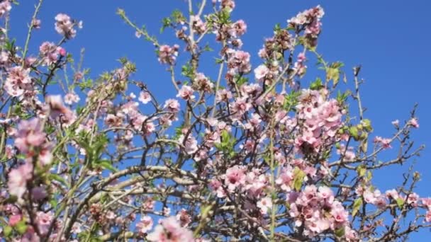 春の晴れた日に咲くアーモンドの木と美しい自然のシーンピンクの花と春の季節のシーン 美しいオーチャード春の花 高品質のフルHd映像 — ストック動画