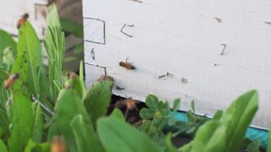 Bal arıları arı kovanına uçar, arıcılık konsepti. Yüksek kaliteli FullHD görüntüler