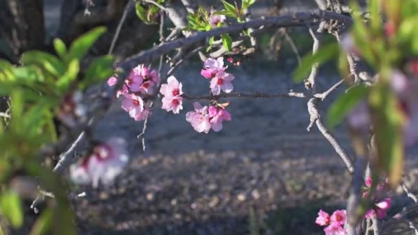봄철의 분홍빛 아몬드 나무가 아름다운 풍경이다 아름다운 질높은 — 비디오