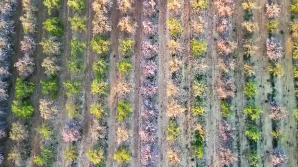 Güneşli Bir Bahar Gününde Badem Ağaçlarının Açtığı Güzel Bir Doğanın — Stok video