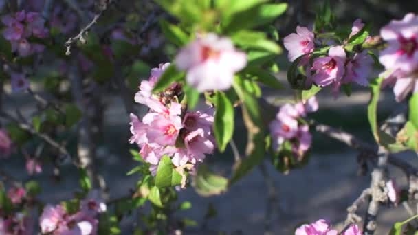 春の晴れた日に開花アーモンドの木と美しい自然シーン ピンク色の花を中心とした春のシーズンシーンやその他の花や葉が目立ちません 春の花 — ストック動画