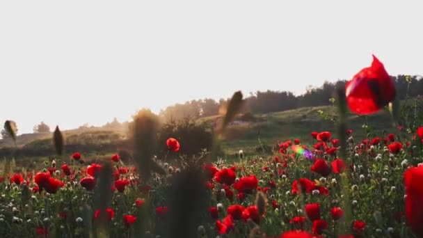Veld Met Groeiende Wilde Bloemen Klaprozen Korenbloemen Boterbloemen Een Zonnestraal — Stockvideo