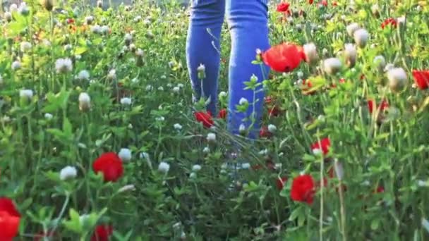 Dziewczyna Niebieskich Spodniach Jasnych Kolorach Spaceruje Polu Rosnącymi Dzikimi Kwiatami — Wideo stockowe