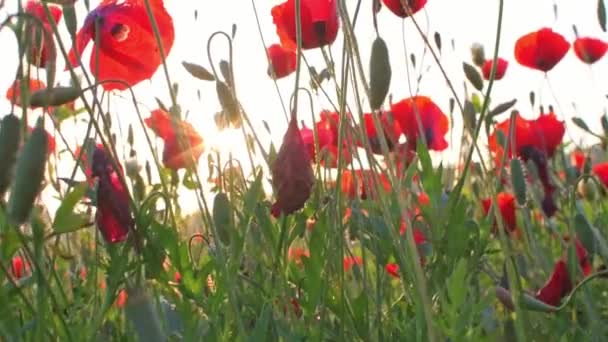 Veld Met Groeiende Wilde Bloemen Klaprozen Korenbloemen Boterbloemen Een Zonnestraal — Stockvideo