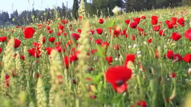 Fält Med Växande Vilda Blommor Vallmo Blåklint Och Smörblomma Solstråle — Stockvideo