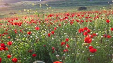 Büyüyen kır çiçekleriyle dolu bir tarla gelincikler, çiçek çiçekleri ve düğün çiçekleri. Yaprakların arasından güneş ışığı çıkıyor. Güzel gün batımı manzarası. Yüksek kaliteli FullHD görüntüler