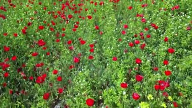 Büyüyen kır çiçekleri, gelincikler, çiçek ve düğün çiçekleri olan bir tarlanın en üst görüntüsü. Yüksek kalite 4K görüntü