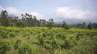 Güzel dağ manzarası tepelerin doğal manzarası ve gün boyunca bulutlu mavi gökyüzünün altında yeşil çay tarlaları olan uzun yeşil ağaçlar.