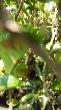 Dağlık doğal manzaralı güzel bir dağ videosu ve bulutlu mavi gökyüzünün altında yeşil çay tarlaları olan uzun yeşil ağaçlar.