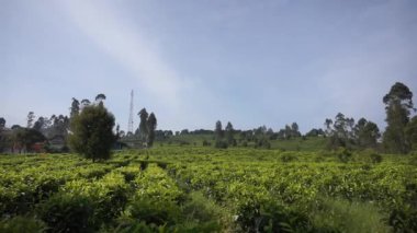 Güzel dağ manzarası tepelerin doğal manzarası ve gün boyunca bulutlu mavi gökyüzünün altında yeşil çay tarlaları olan uzun yeşil ağaçlar.