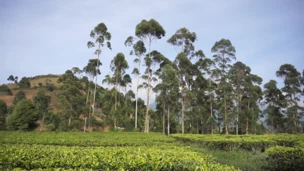 美しい山の景色丘の自然のパノラマと日中は曇り空の下で緑の茶畑と背の高い緑の木 — ストック動画