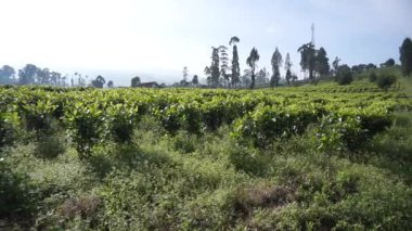 Güzel dağ manzarası tepelerin doğal manzarası ve gün boyunca bulutlu mavi gökyüzünün altında yeşil çay tarlaları olan uzun yeşil ağaçlar.