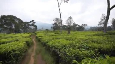 Yeşil çay tarlalarının manzarası, güzel doğal manzara ve gün boyunca bulutlu mavi gökyüzünün altında yeşil çay tarlaları olan uzun yeşil ağaçlar.