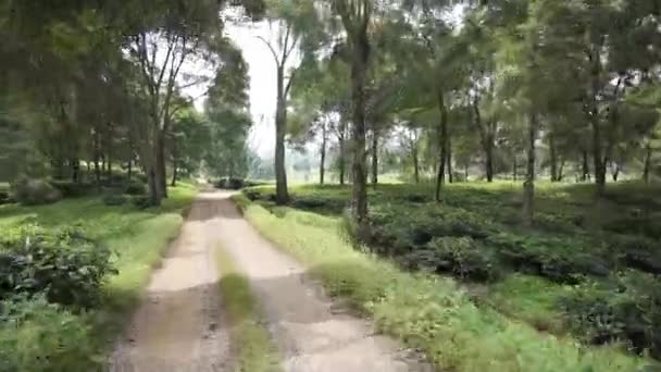 Vista Del Paisaje Plantaciones Verde Hermoso Panorama Natural Árboles Verdes — Vídeos de Stock