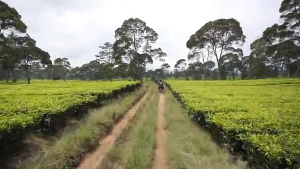 Vista Del Paisaje Plantaciones Verde Hermoso Panorama Natural Árboles Verdes — Vídeos de Stock