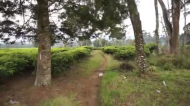 Tepelerin doğal manzarası ve gün boyunca bulutlu mavi gökyüzünün altında yeşil çay tarlaları olan uzun yeşil ağaçlar.