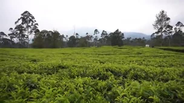Пейзажі Природна Панорама Пагорбів Високі Зелені Дерева Плантаціями Зеленого Чаю — стокове відео