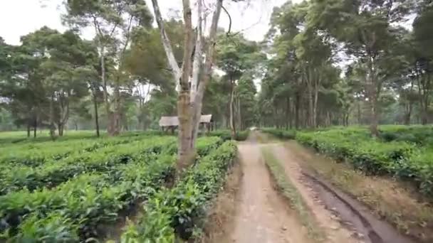 Krajobrazy Naturalne Panorama Wzgórz Wysokie Zielone Drzewa Plantacji Zielonej Herbaty — Wideo stockowe