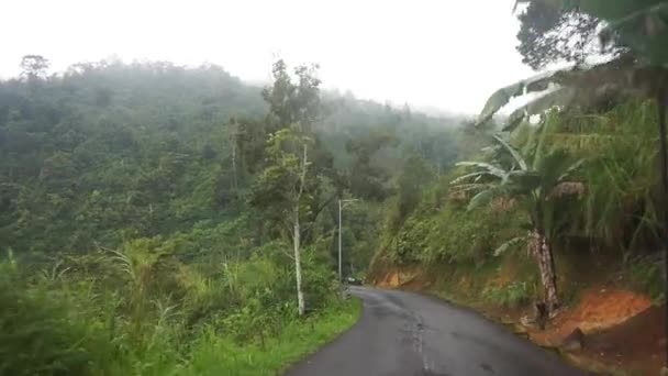 Kręta Droga Naturalnym Krajobrazem Wzgórz Zielone Wysokie Drzewa Mglistą Pogodą — Wideo stockowe