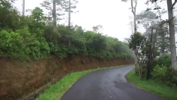 Klikatá Cesta Přírodní Krajinou Kopců Zelené Vysoké Stromy Mlhavým Oblačným — Stock video