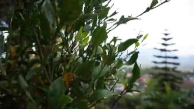 Manzara plantasyonları, güzel doğal manzara ve gün boyunca bulutlu mavi gökyüzünün altında bitkileri olan uzun yeşil ağaçlar.